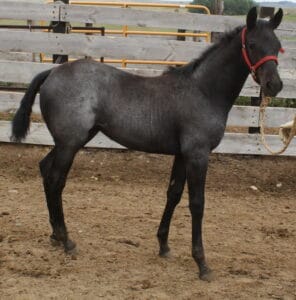 RainFilly