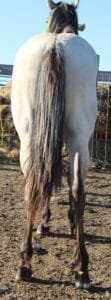 Tangles_0985