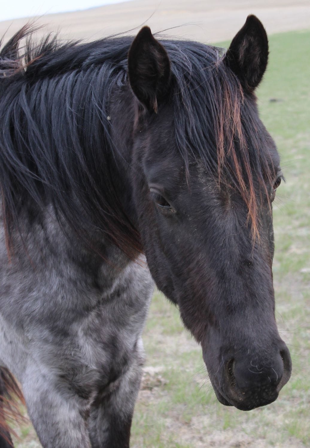 MRI Blues Clues – sold Montana