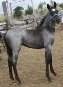 frostfilly