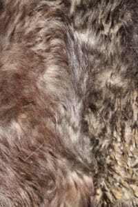 matador roan_5445
