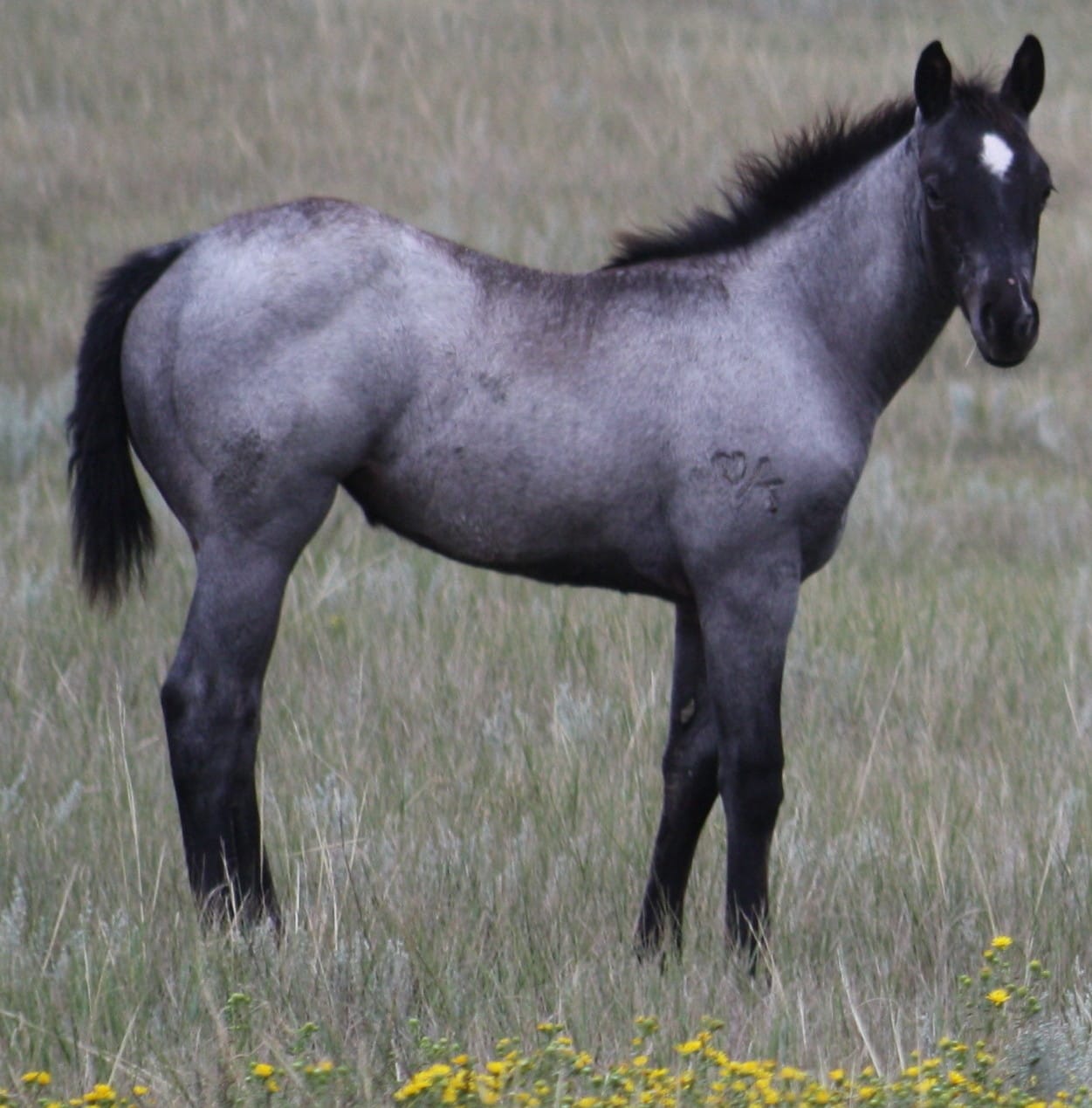 MRI Blue Sapphire – sold