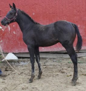 velvet colt