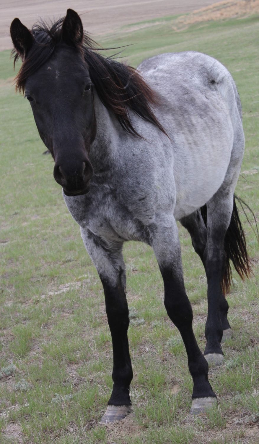 MRI Blue Poco Tango – sold MT