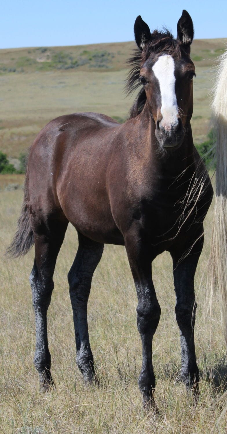 MRI Ima Diva – sold to Pennsylvania