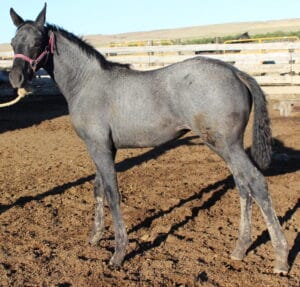 MRI Cameo Blue – sold to Iowa