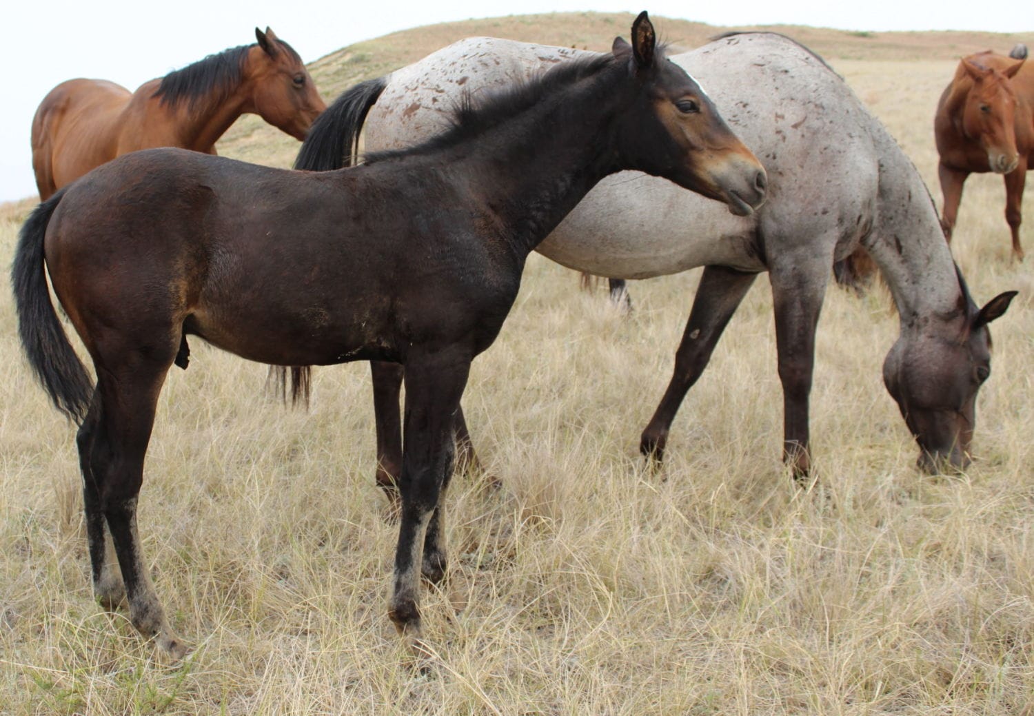 MRI Baby Bear – sold to New York