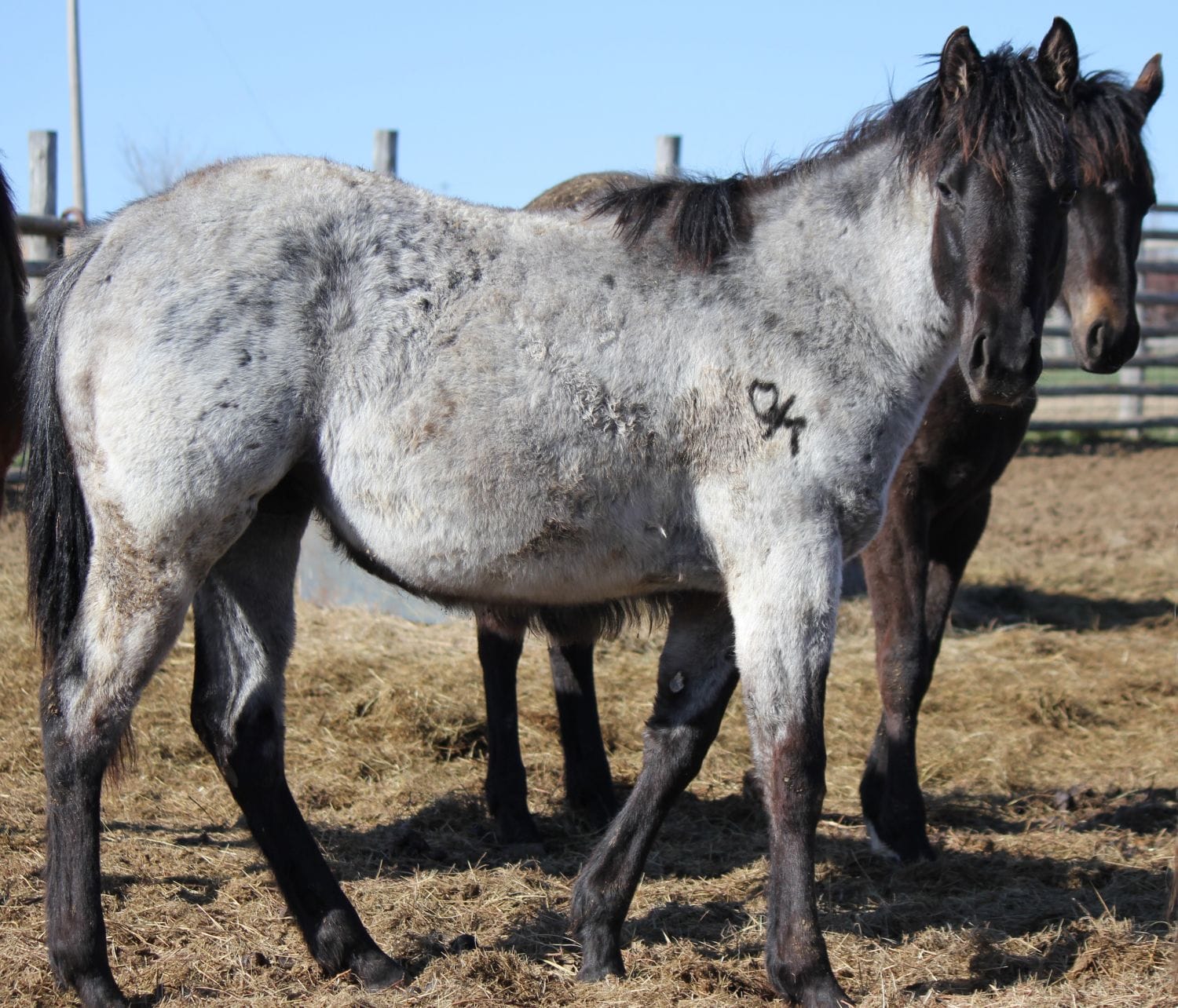 MRI Blue Keepsake – sold to Colorado