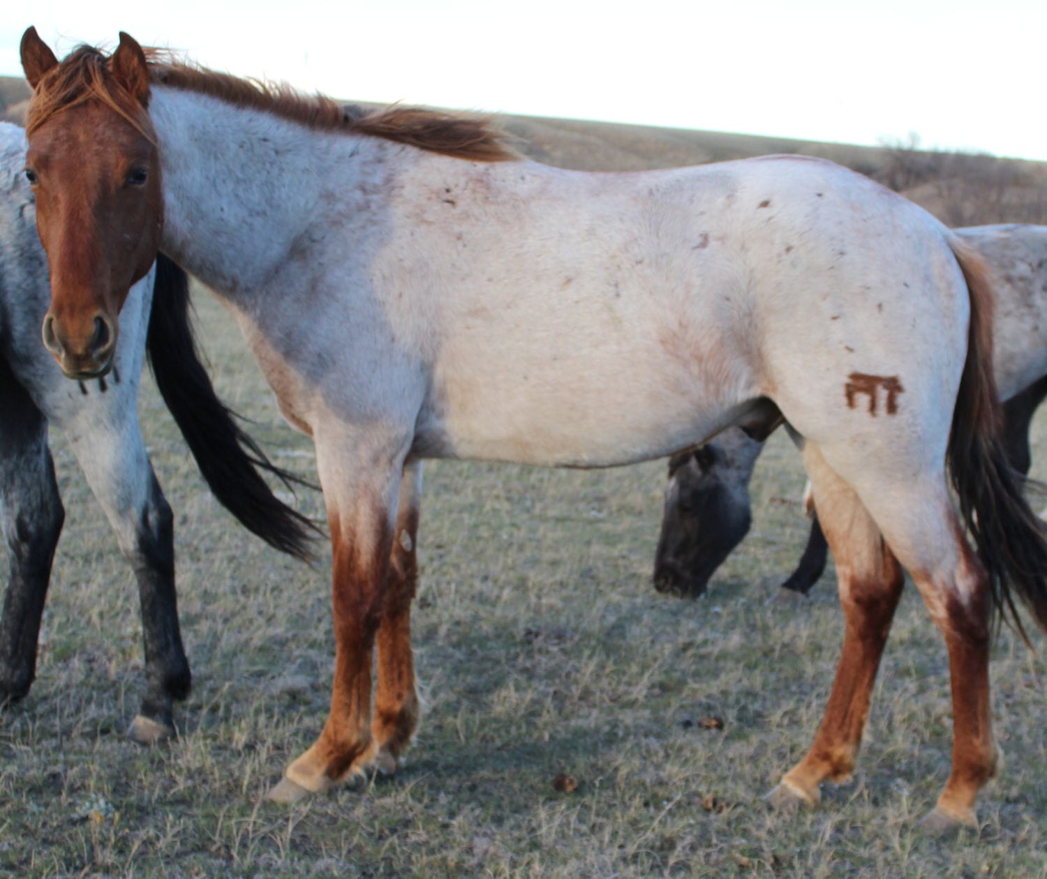 MRI Pumpernickel Pep – sold