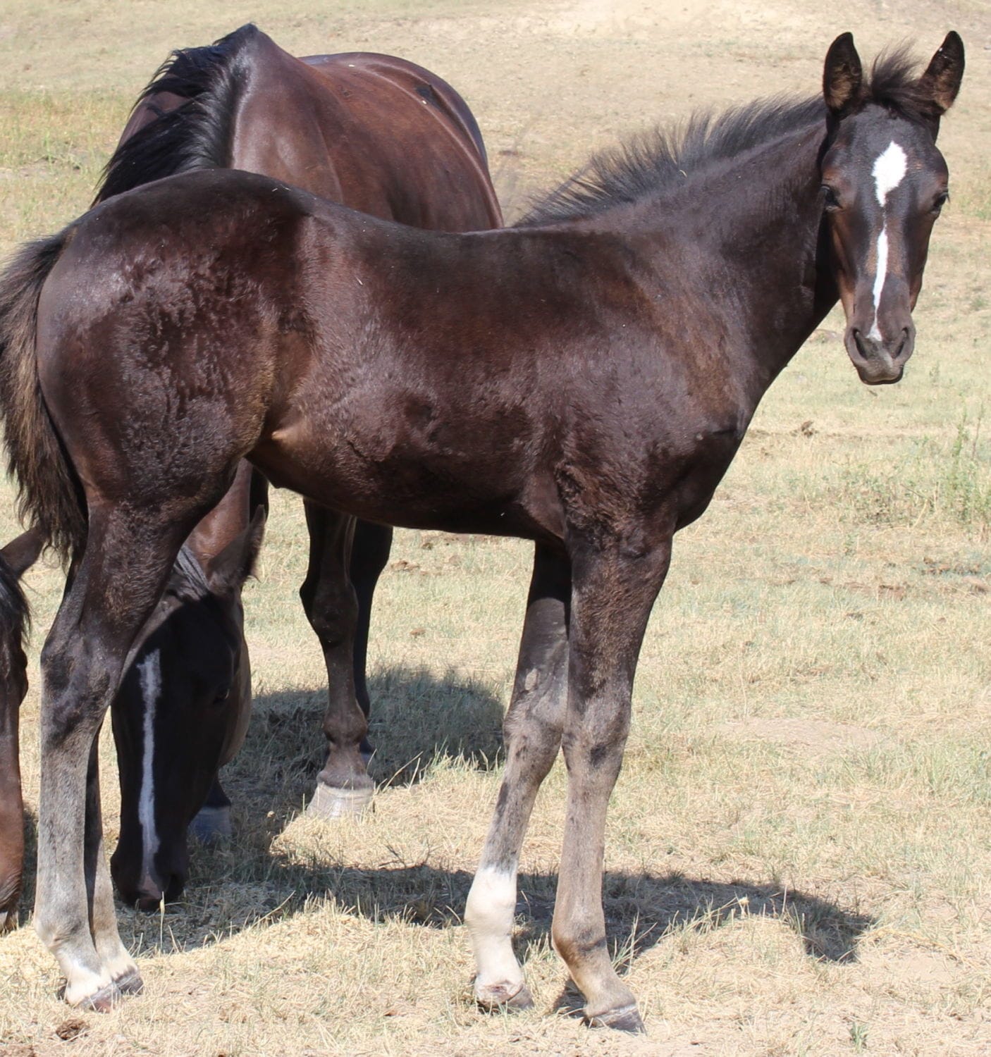 MRI Redeemed Sophie – sold to Iowa