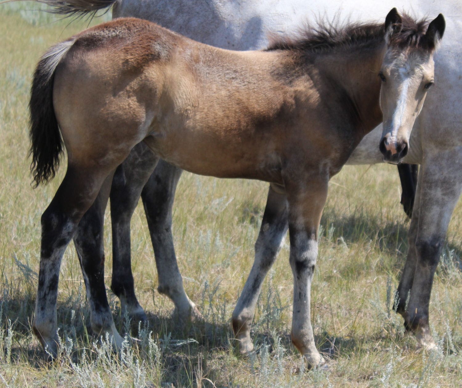 MRI Shine In Shade – aqha 5769609 – sold