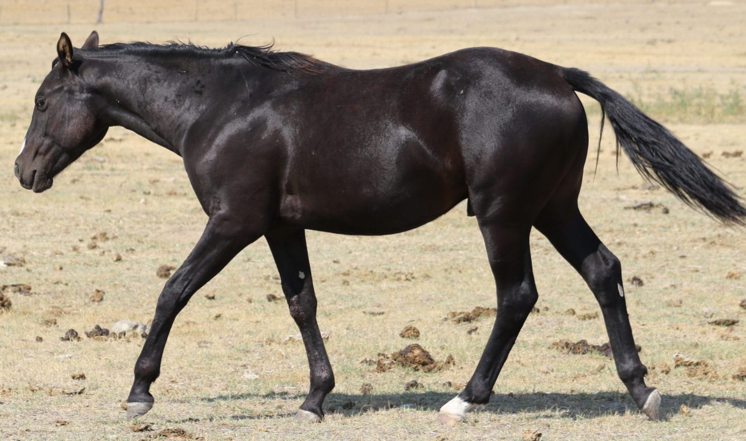 MRI Black Spark aqha 5768640 – sold