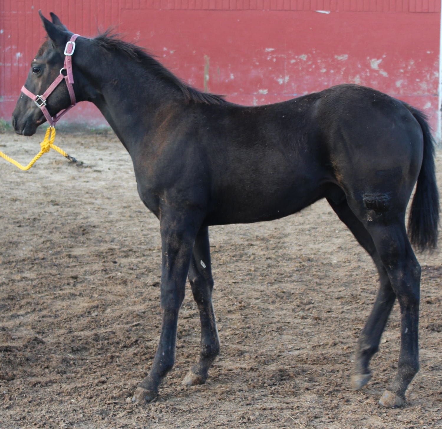 MRI Frosty Ropn Chex aqha 5775723 – sold