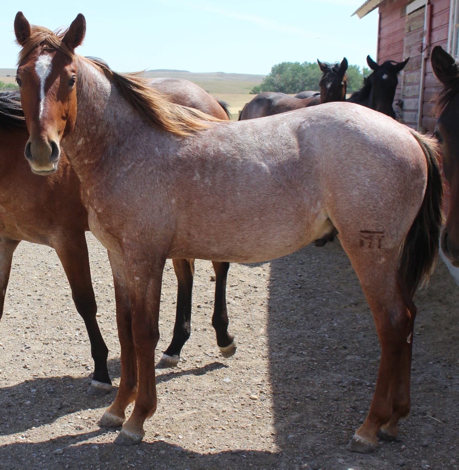 MRI Drop of Sauce aqha 5774413 – sold