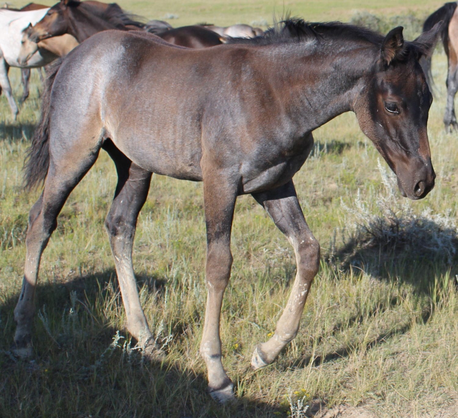 Sanrose Blue Colonel x MRI Lenata Lace – sold