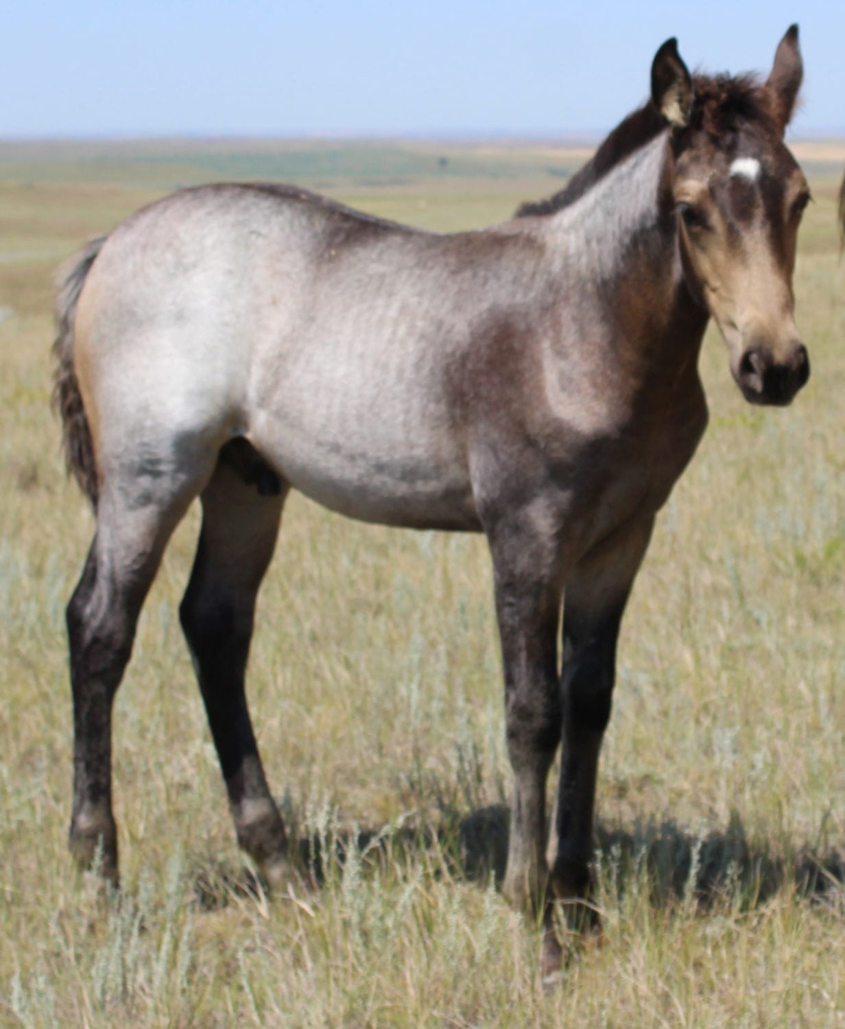 MRI Summertime Fun aqha 5770023 – sold