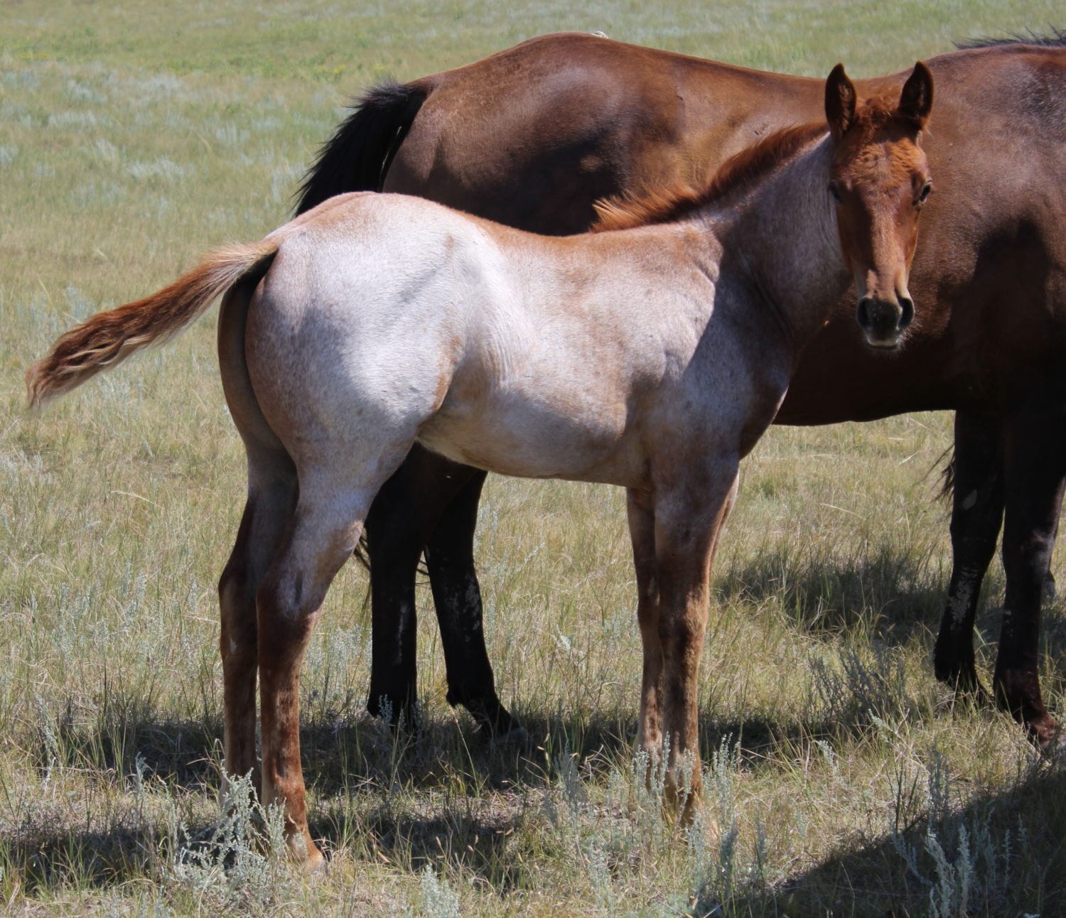 Sanrose Blue Colonel x MRI Snippy Lass – sold