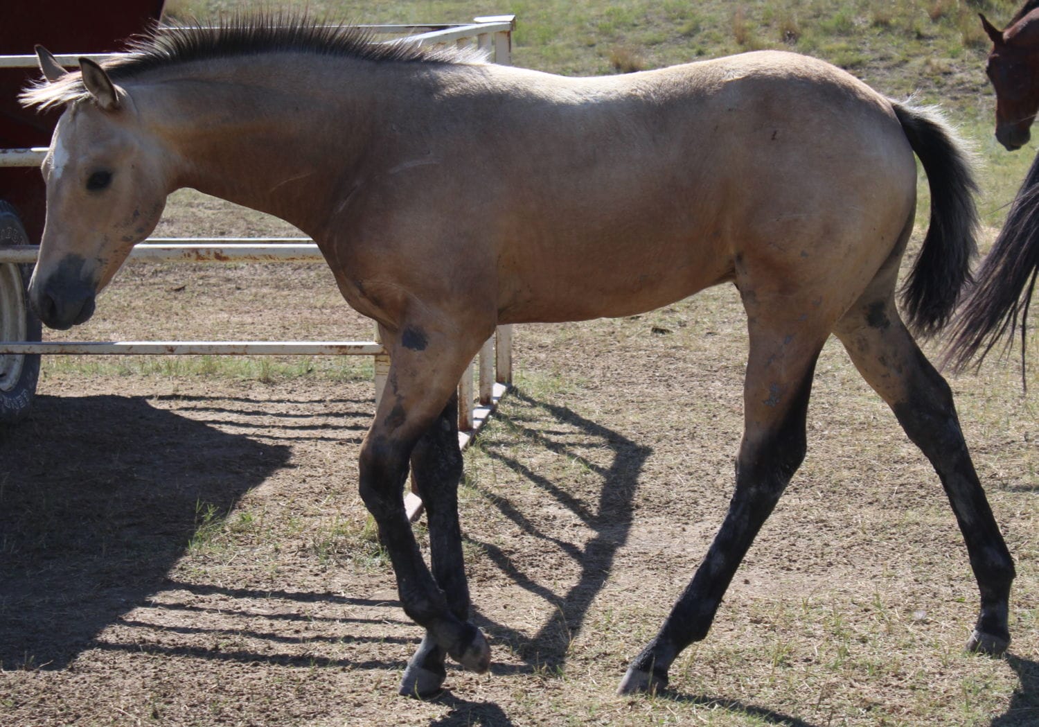 Redeemed Lynx x Coppers Butterbutt – sold