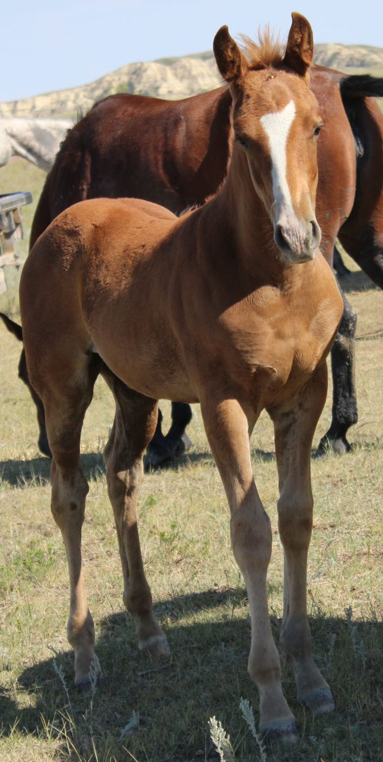 Sanrose Blue Colonel x MRI Speeding Beauty – sold