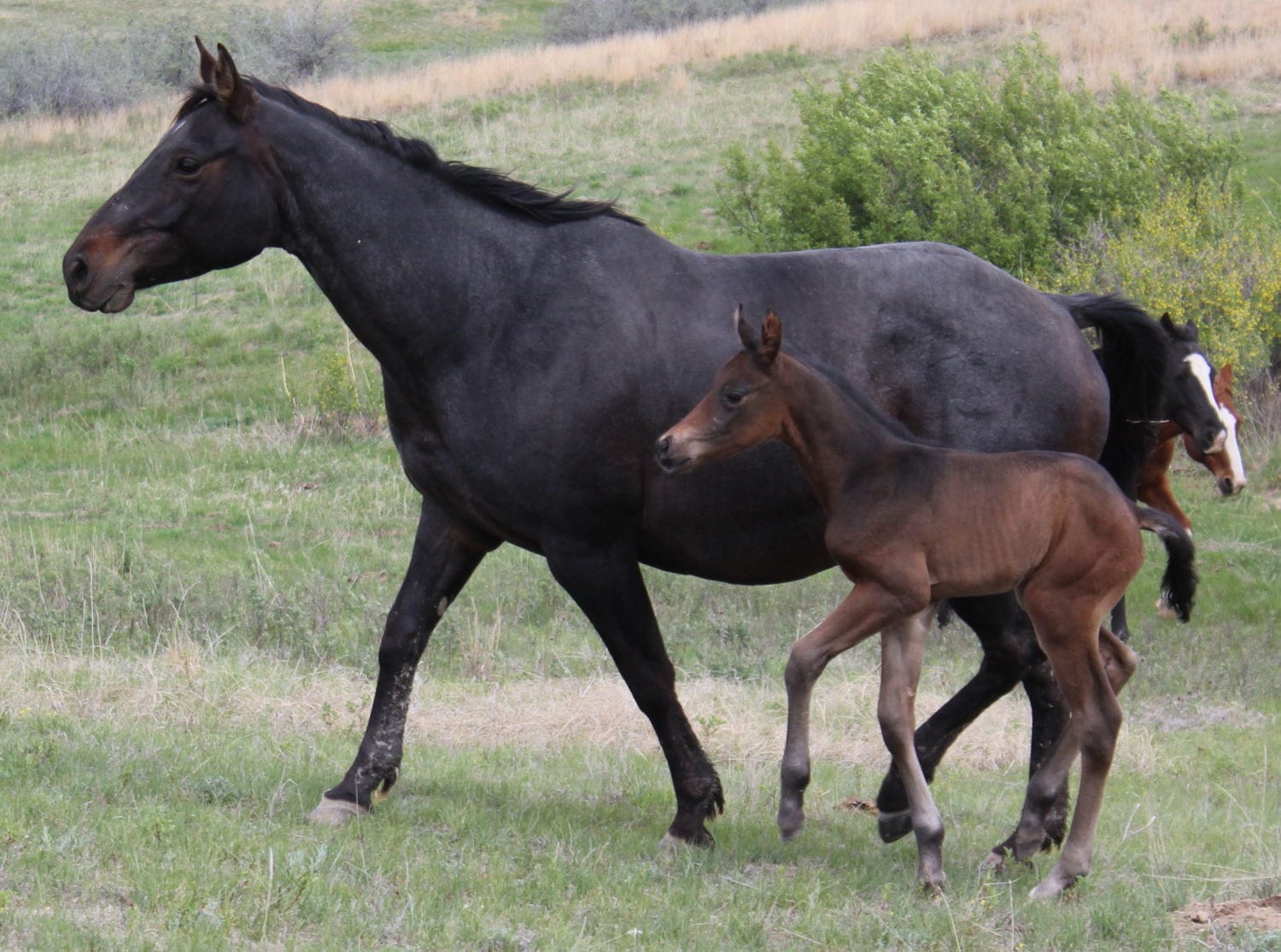 MRI Cowboy Cocoa (Cocoa)