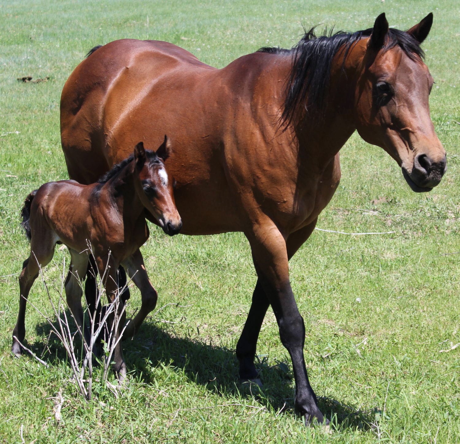 Flipmia daughter for sale