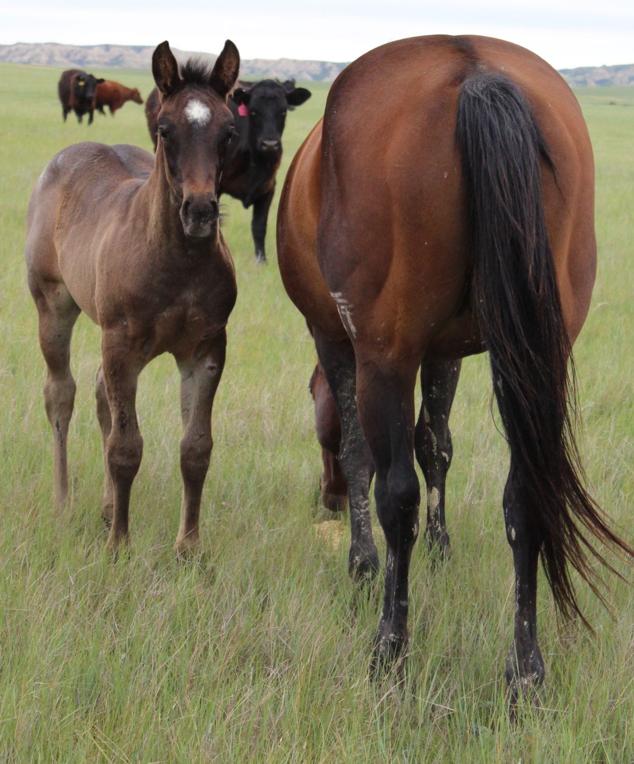 MRI Derby Roan Lass (Lassie) – sold