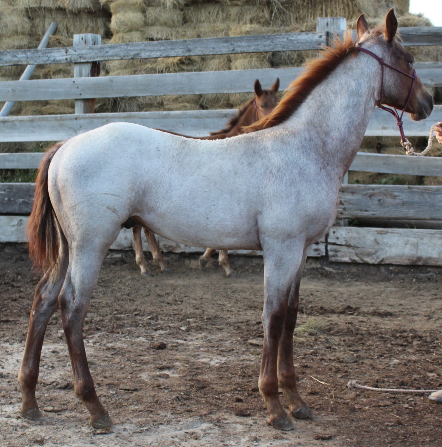 MRI Silver Sage Lad (Laddie) aqha 5775161 – sold