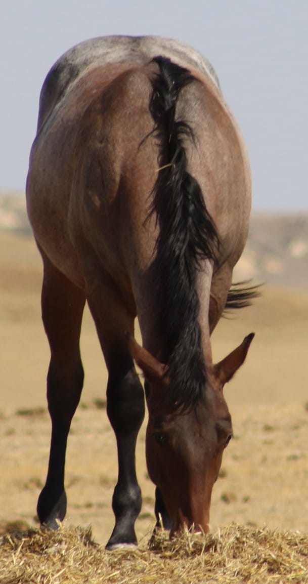 MRI Derby Whistle aqha 5775165 – sold