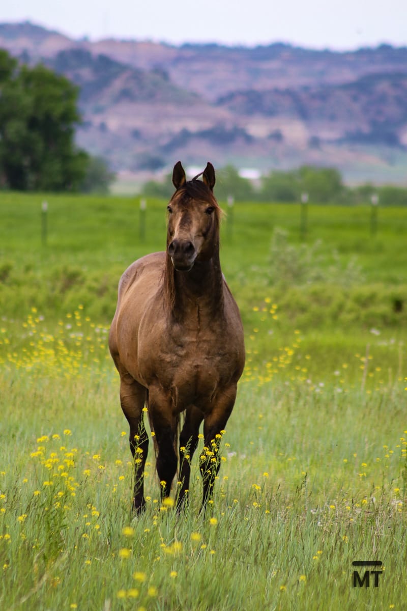 buckskin roan Quarter Horse stallion