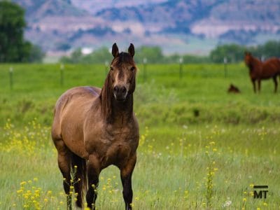 Buckskin roan quarter horse stallion