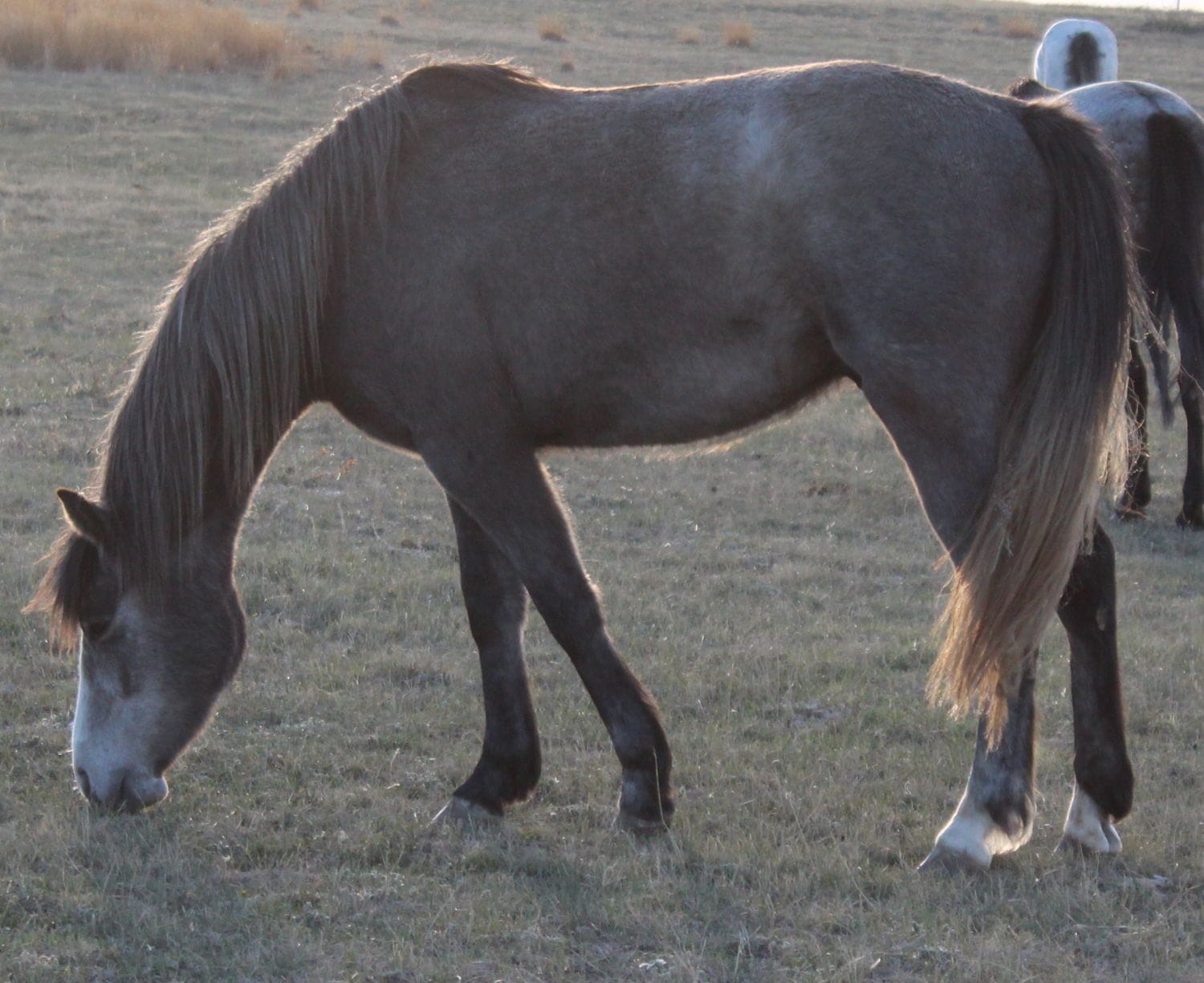 MRI Shady Shooter – sold