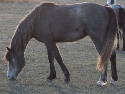2014 gray gelding