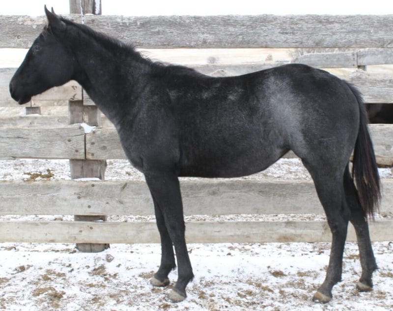 Blue roan Quarter Horse Filly