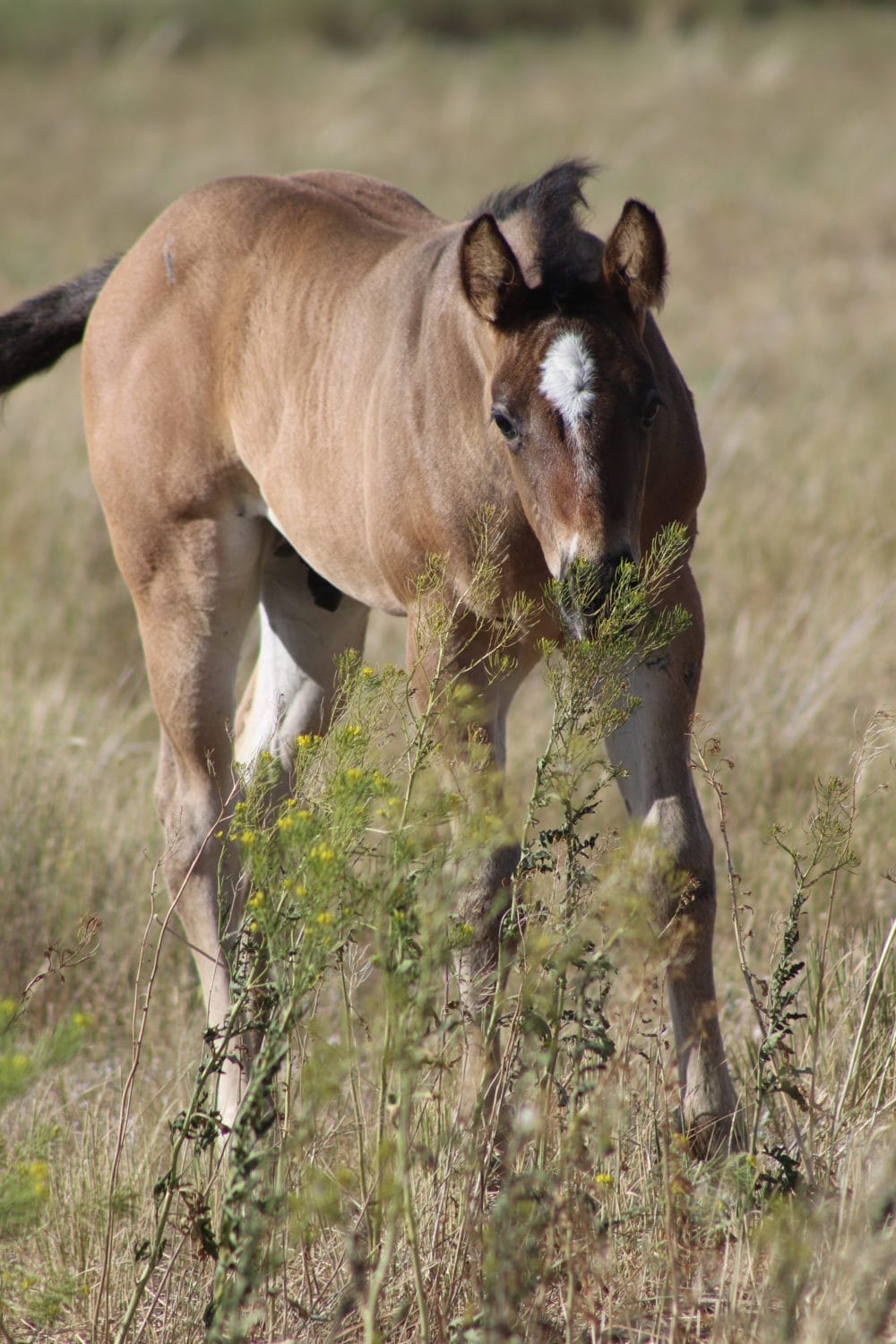 Sweet’s colt- MRI Shucks Im Sweet – sold