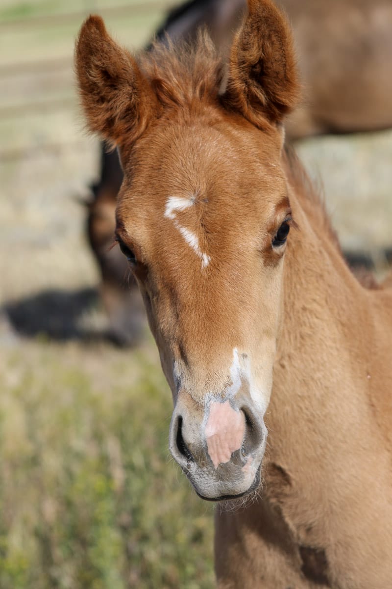 MRI KKs Ginger Baby – sold