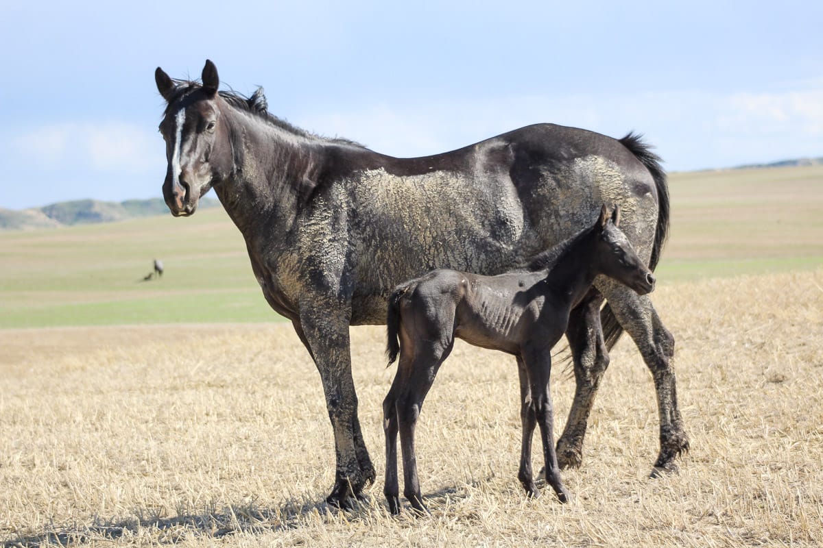 MRI Redeemed Desire (Deliliah)