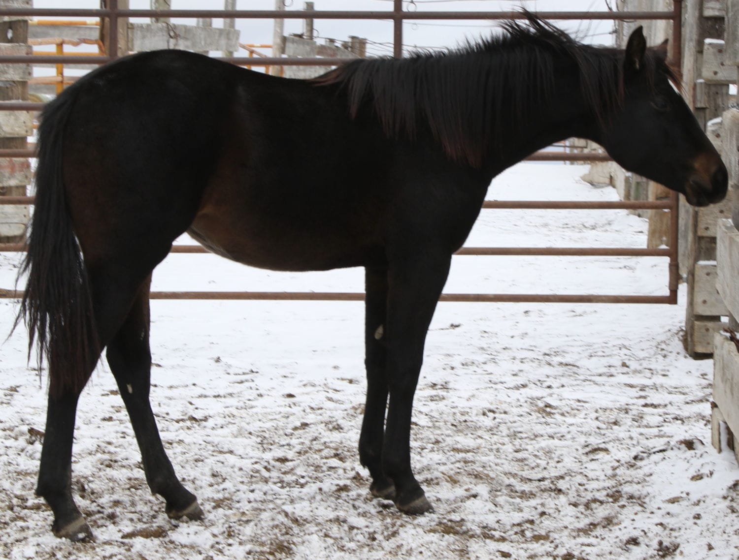 MRI Cowgirl Elegance – sold