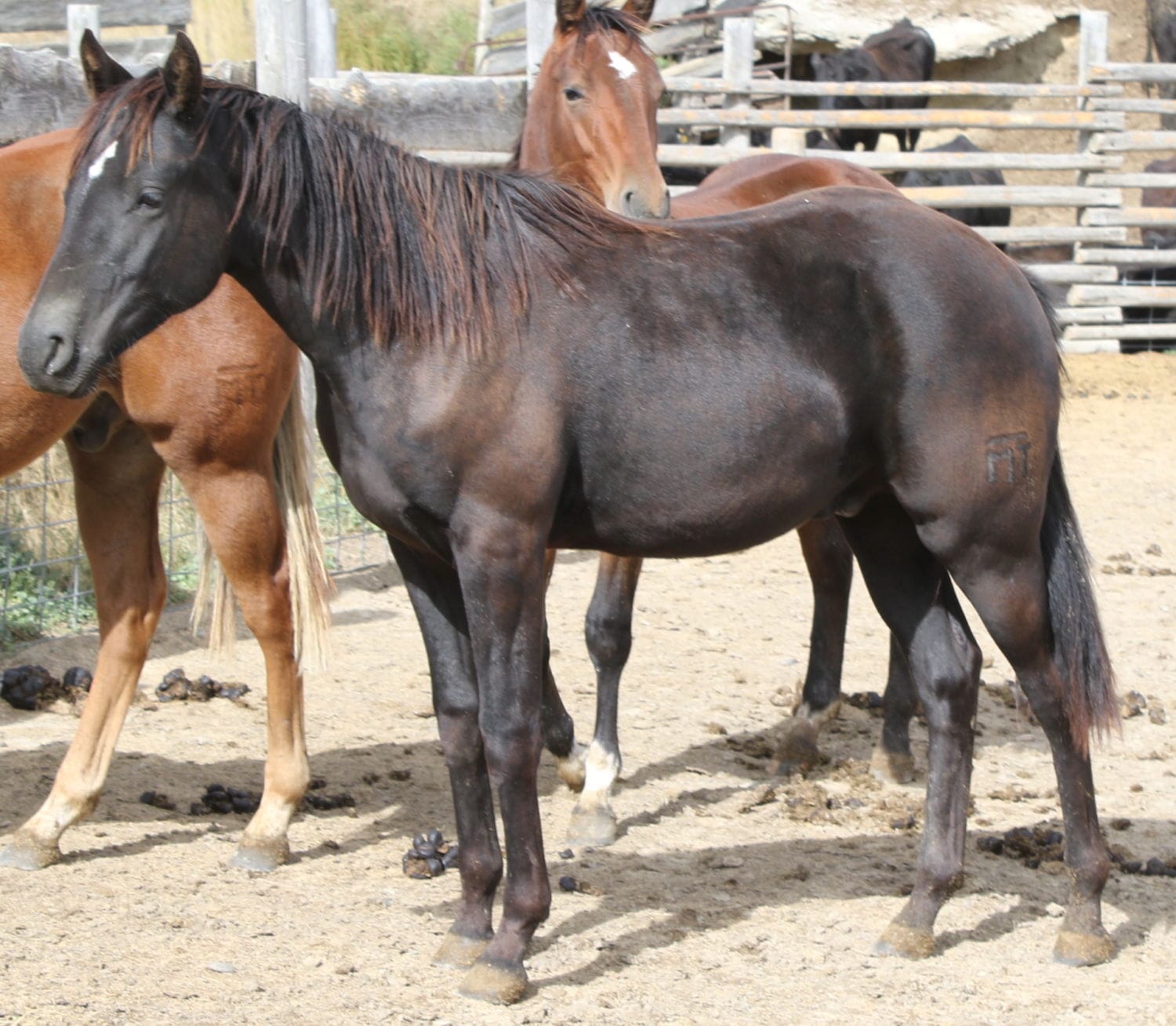 MRI Cowboy Hotsauce – sold