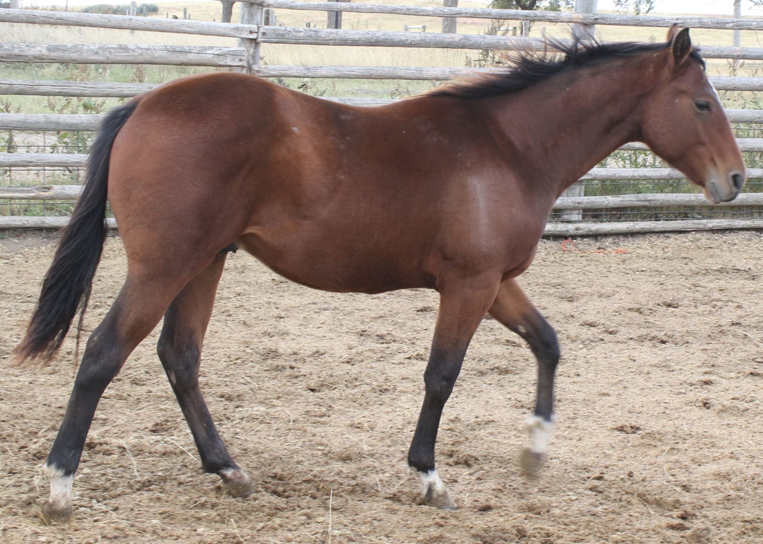 MRI Flip Me A Win – sold