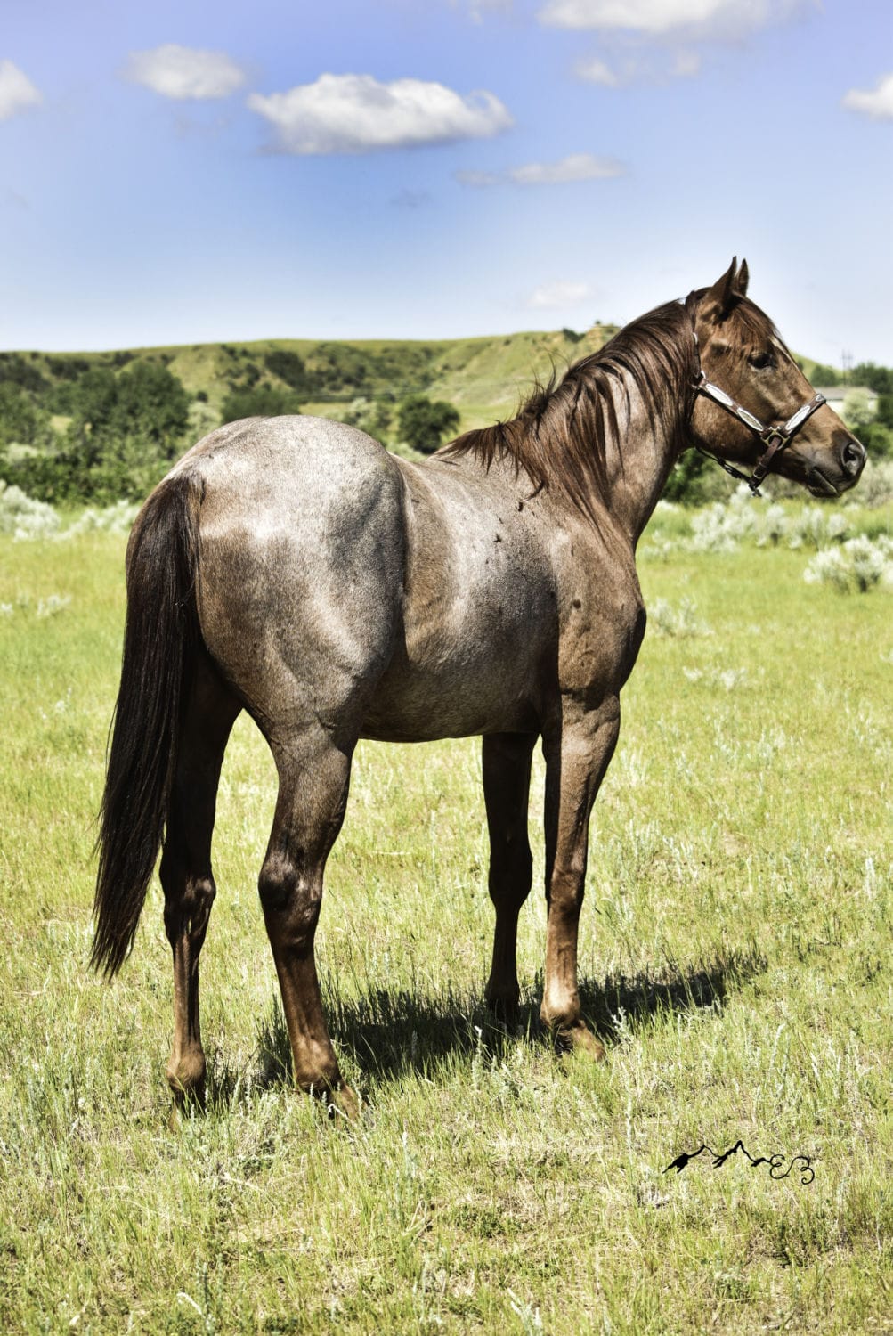 2018 Red roan stallion. Sire: Freckles Ta Fame. Dam: Streakin French Grey Streak of Fling x French TJ Grey