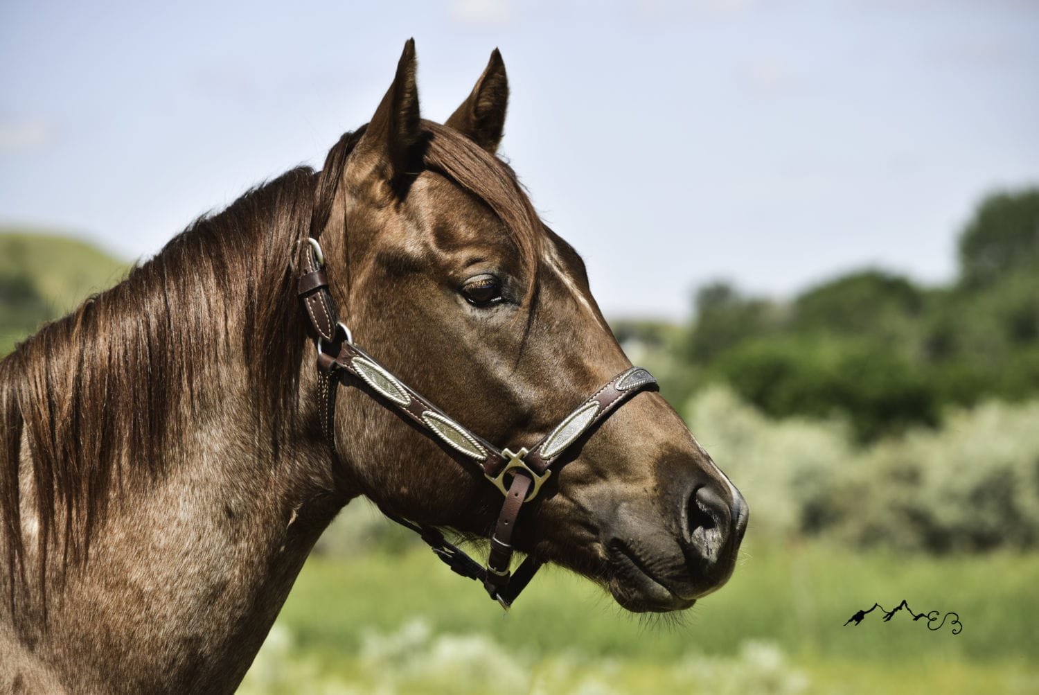 2018 Red roan stallion. Sire: Freckles Ta Fame. Dam: Streakin French Grey Streak of Fling x French TJ Grey