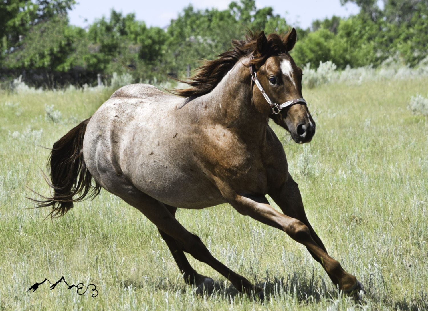 2018 Red roan stallion. Sire: Freckles Ta Fame. Dam: Streakin French Grey Streak of Fling x French TJ Grey