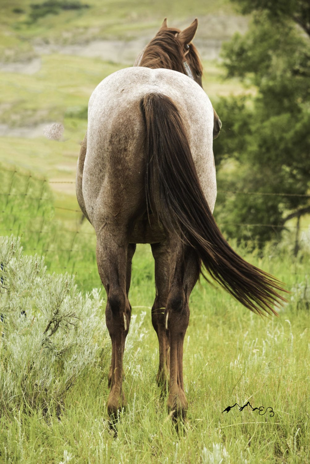 2018 Red roan stallion. Sire: Freckles Ta Fame. Dam: Streakin French Grey Streak of Fling x French TJ Grey