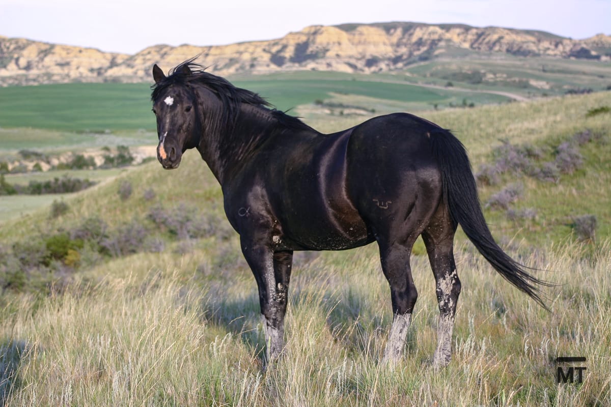 Redeemed Lynx - black AQHA stallion