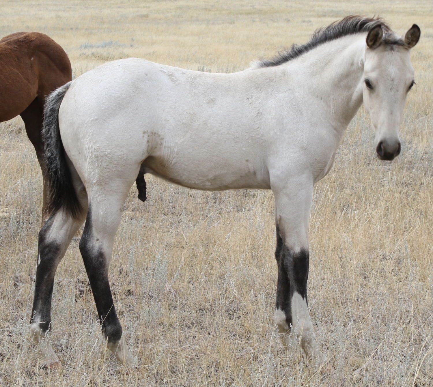 MRI Sunset Spark – sold