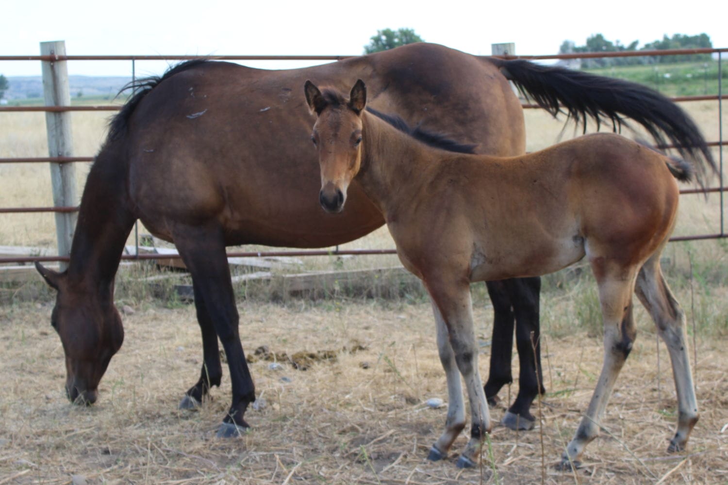 MRI Snips Spirit x MRI Snippy Lass – sold