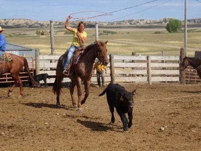 Big roan Quarter Horse ranch horse for sale