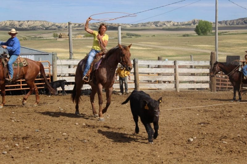 Big roan Quarter Horse ranch horse for sale