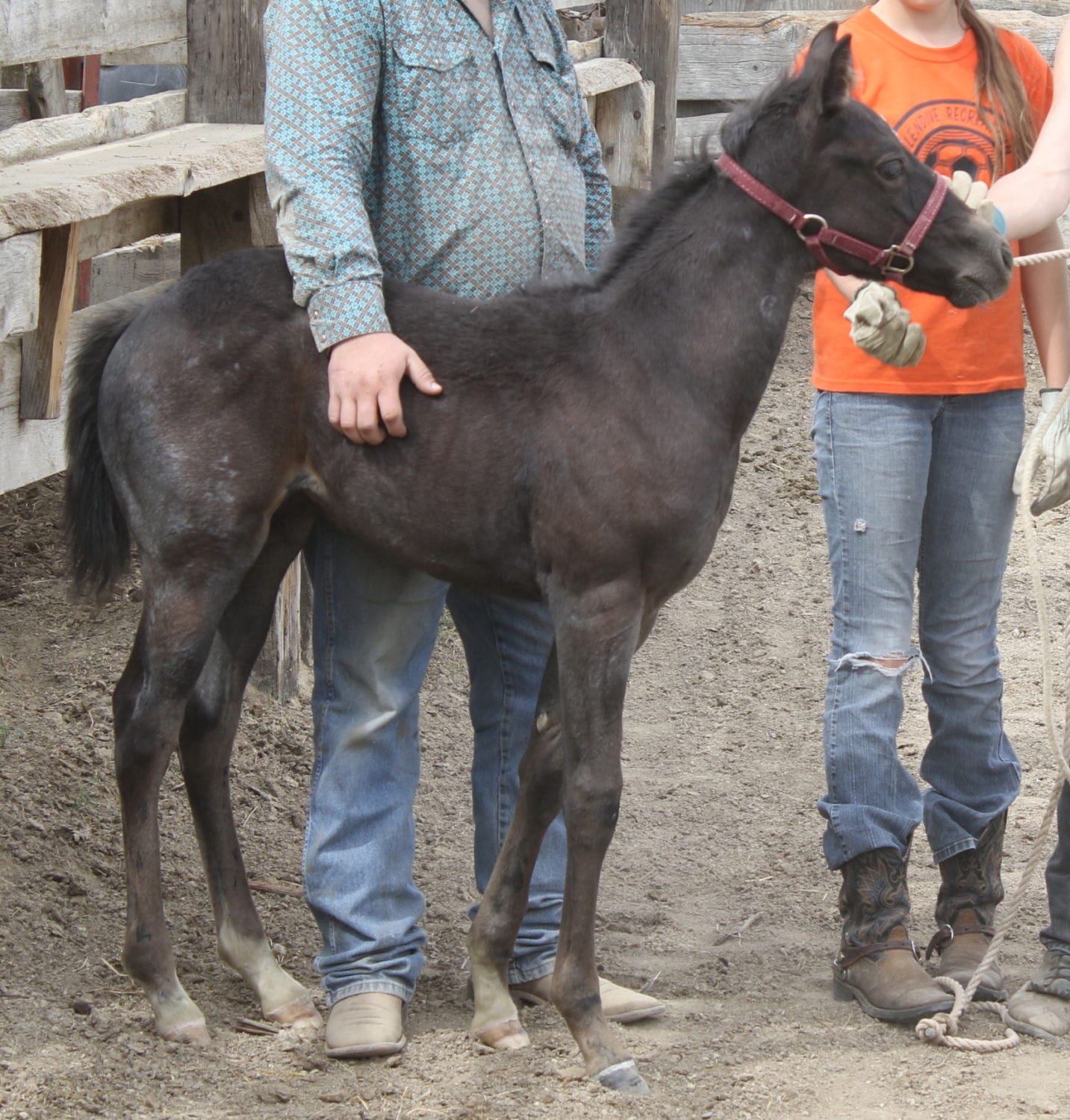 MRI San Rose Joey – sold