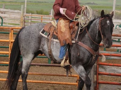 blue roan ranch gelding